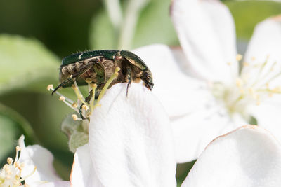 Close-up of insect on white flower