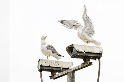 Birds perching on cameras against sky