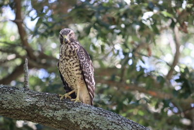 Low angle view of eagle perching on tree