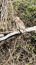 Close-up of bird perching on a tree