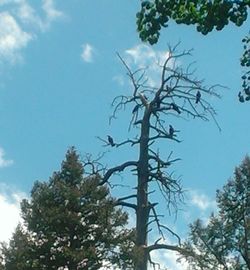 Low angle view of tree against sky