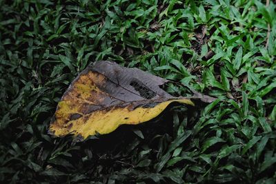 High angle view of dry leaves on field