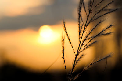 Close-up of stalks against sky during sunset