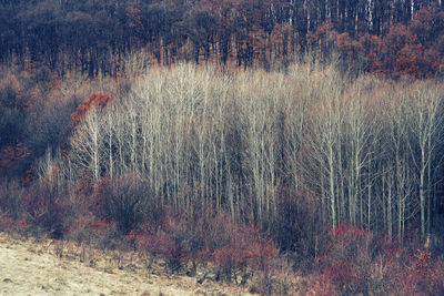 Full frame shot of trees on field in forest