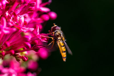 Close-up of insect on pink flower