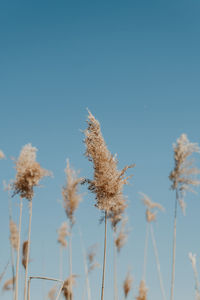 Close-up of plant on field against clear blue sky