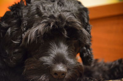 Close-up portrait of a dog