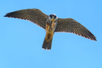 Low angle view of eagle flying against clear blue sky