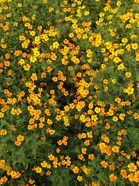 Close-up of yellow flowering plants on field