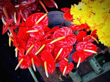 Close-up of red flowers