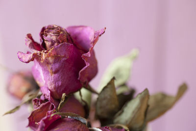 Close-up of wilted flower