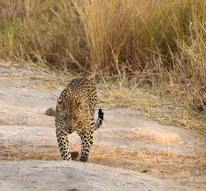 Full length of leopard on river banks