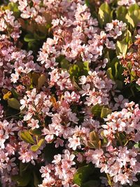 Close-up of blossom tree