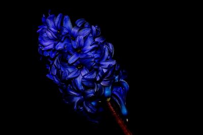 Close-up of blue flower over black background