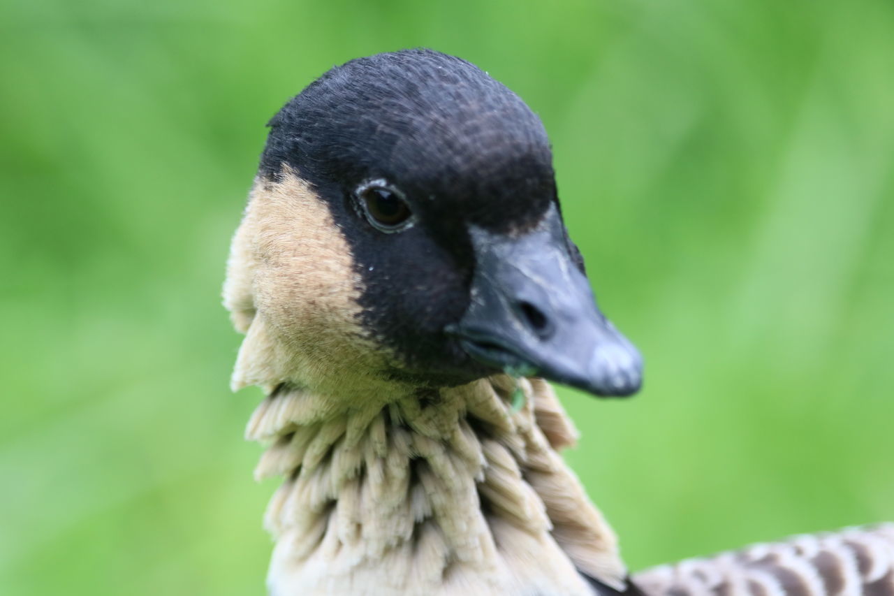 CLOSE-UP OF A BIRD