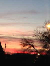 Silhouette of trees at sunset