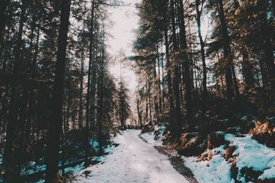 Road amidst trees in forest during winter
