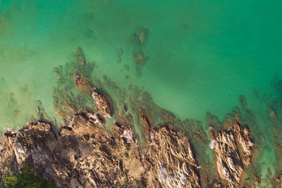 High angle view of turtle in sea