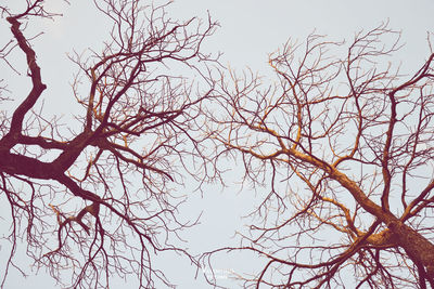 Low angle view of tree against clear sky