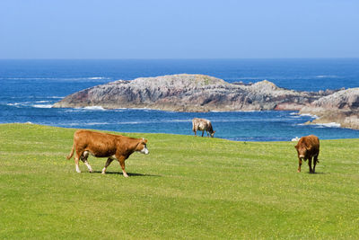 Horses grazing in the sea