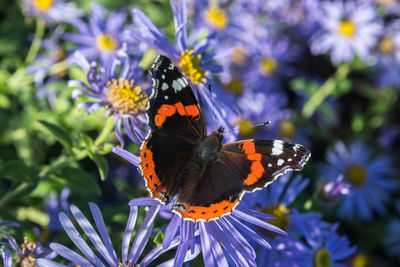 Butterfly on purple flower