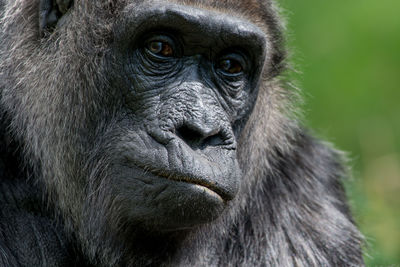 Close-up of cat looking away