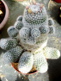 High angle view of cactus in potted plant