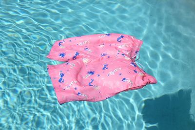 High angle view of turtle in swimming pool