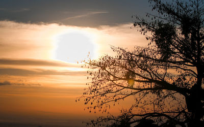 Low angle view of silhouette tree against sky during sunset