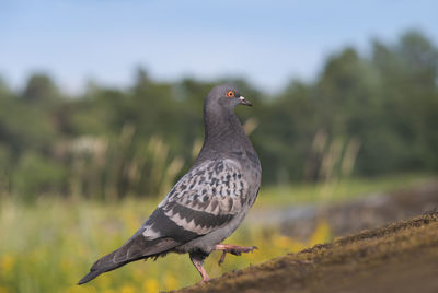 A dove walks on the ground. close-up. natural habitat