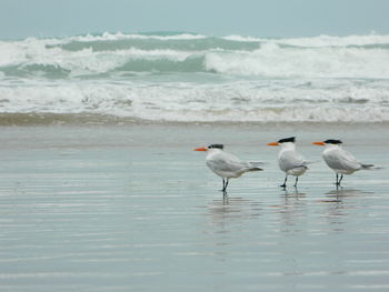 Birds on beach against sky