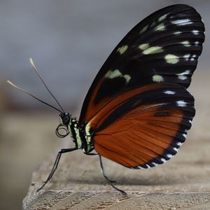 Close-up of butterfly