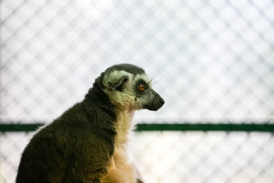 Close-up of an animal looking away