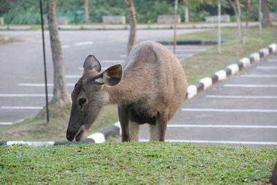 Side view of sheep on field