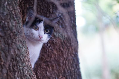 Close-up portrait of a cat on tree trunk