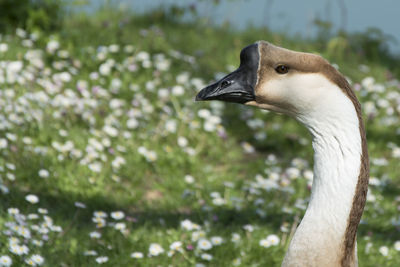 Close-up of goose on land