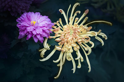 Close-up of flower