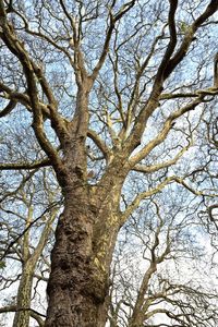 Low angle view of bare tree against sky