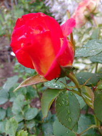 Close-up of red rose blooming outdoors