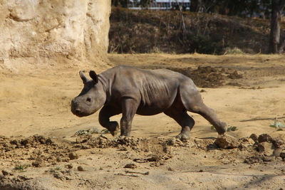 Side view of horse