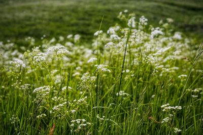 Wildflowers growing in field