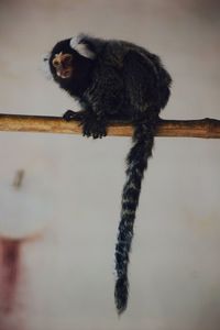 Close-up of cat on tree against sky