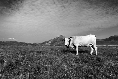 Cow on grassy field against sky