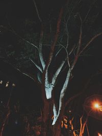 Close-up of tree trunk at night