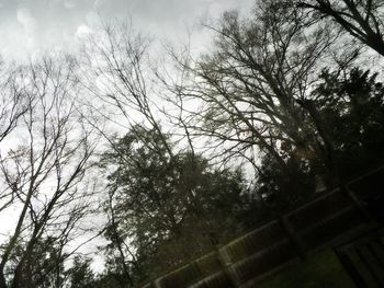 Low angle view of bare tree against sky