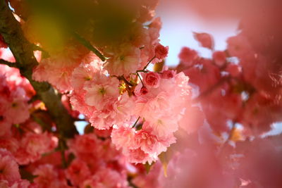 Close-up of pink flowers on tree