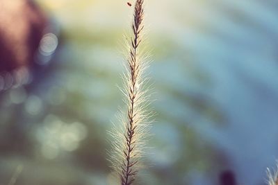 Close-up of plant at lakeshore