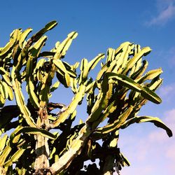 Low angle view of succulent plant against blue sky