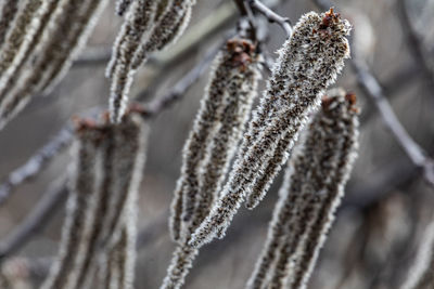 frost