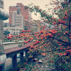 Red flowers blooming by bridge in city